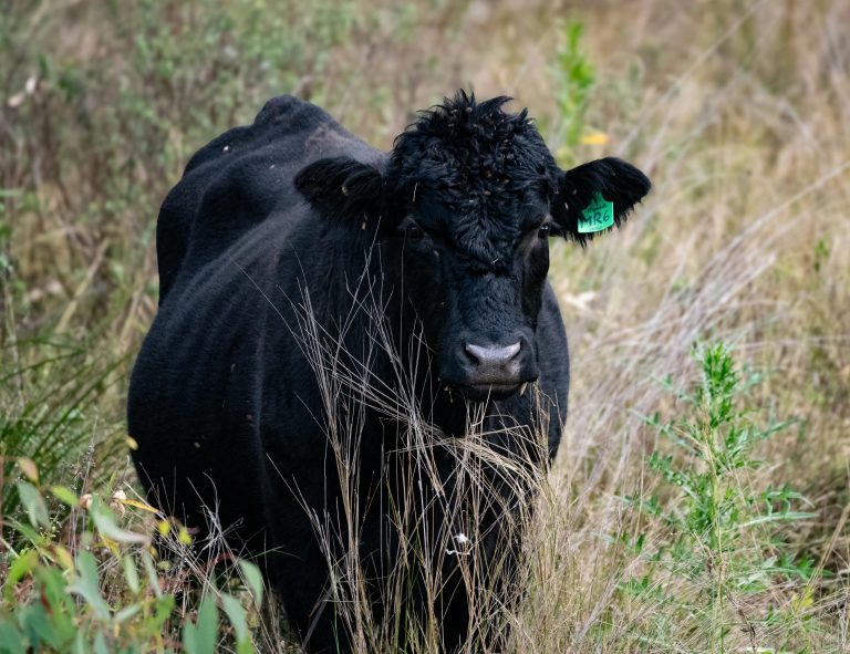 pexels-rob-munro-1359120543-27139037